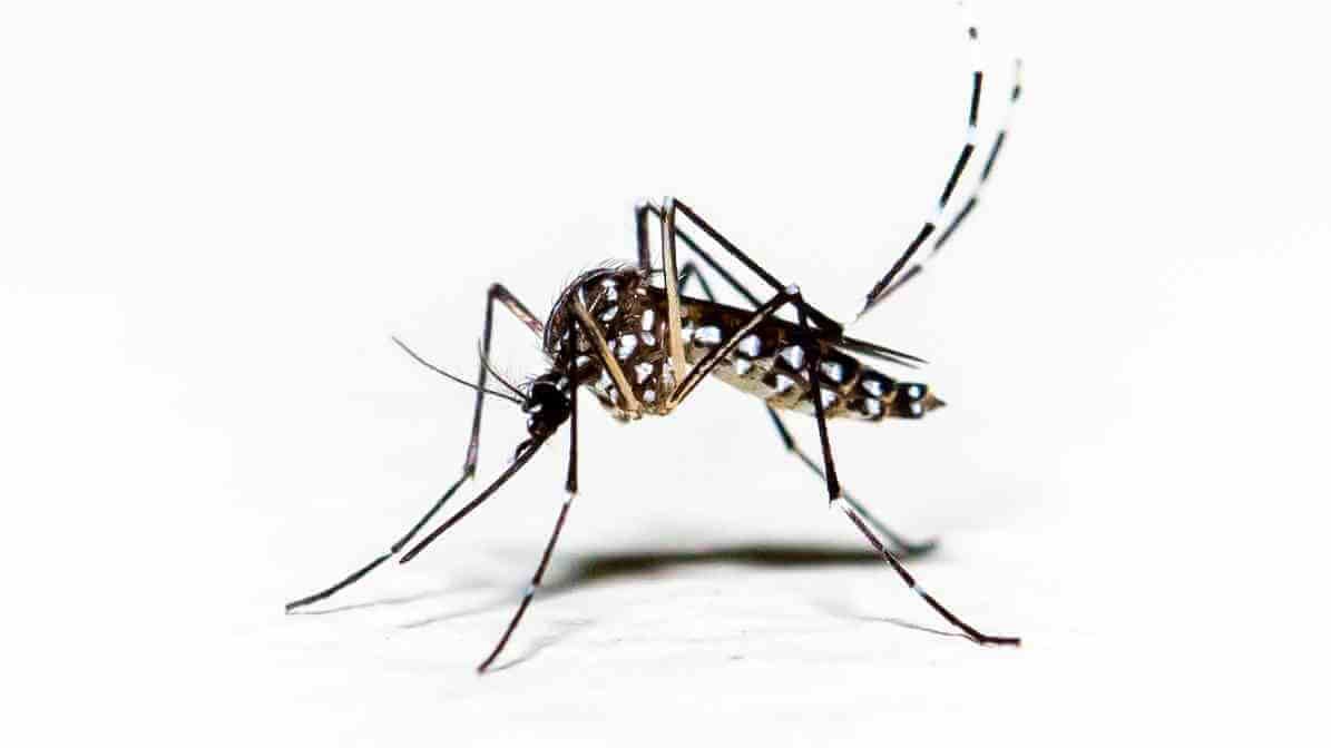 Aedes Mosquitoes in Malaysia