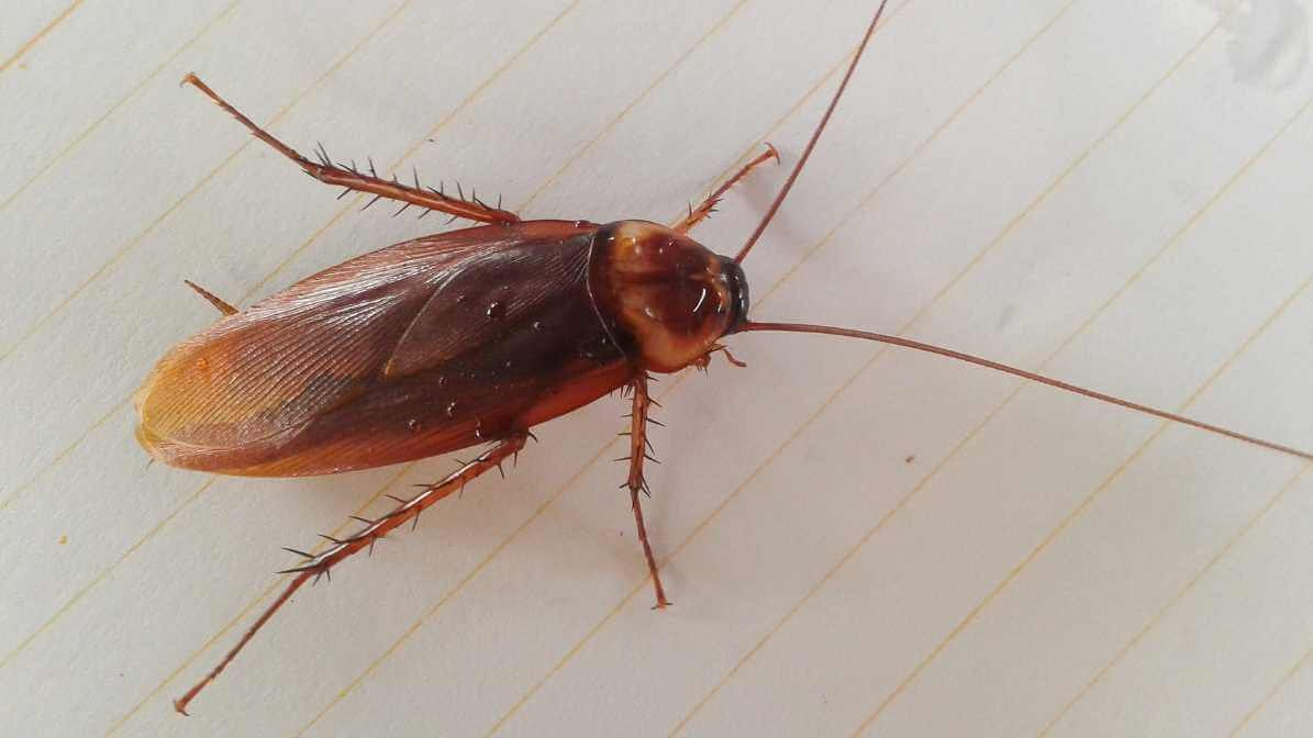 American Cockroach in Malaysia