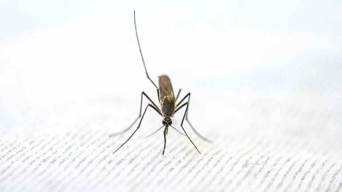 Anopheles Mosquito in Malaysia