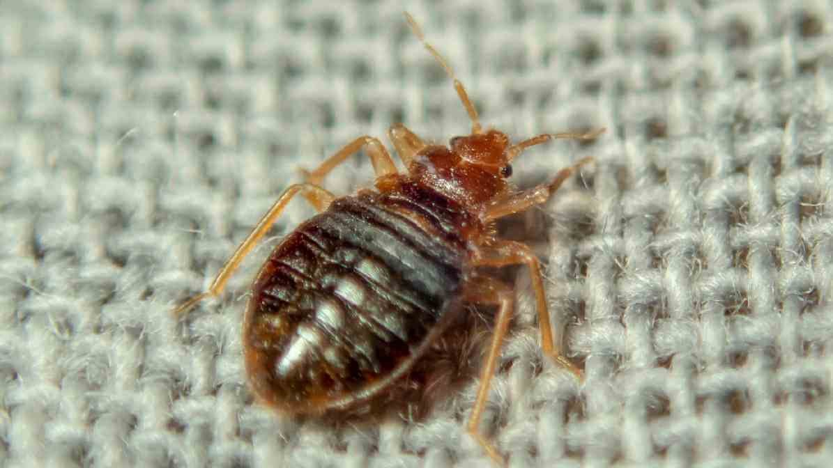 Bed Bugs in Malaysia