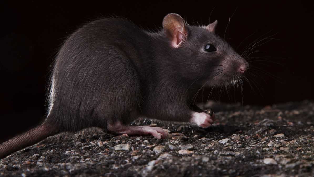 Black Rat in Malaysia