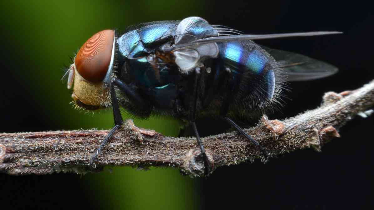 Bluebottle Fly in Malaysia