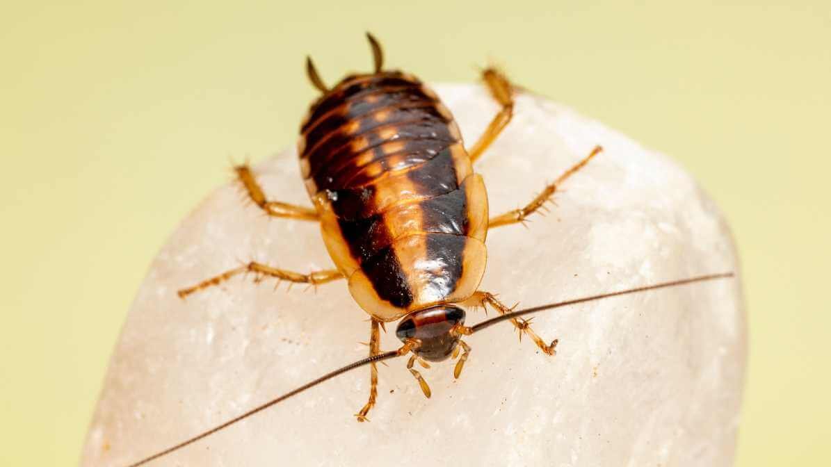 Brown-Banded Cockroach in Malaysia