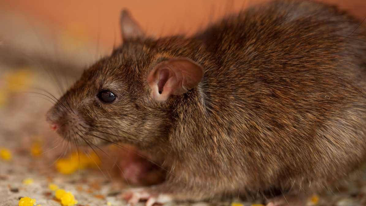 Brown Rat in Malaysia