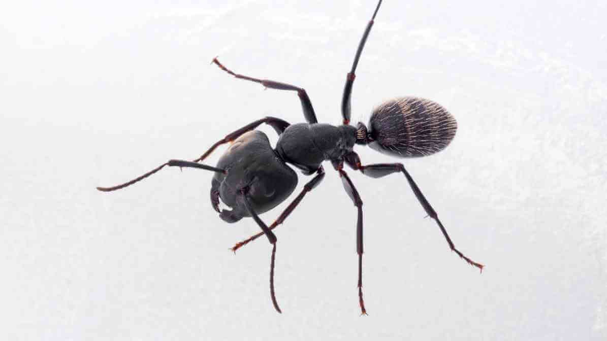 Carpenter Ant