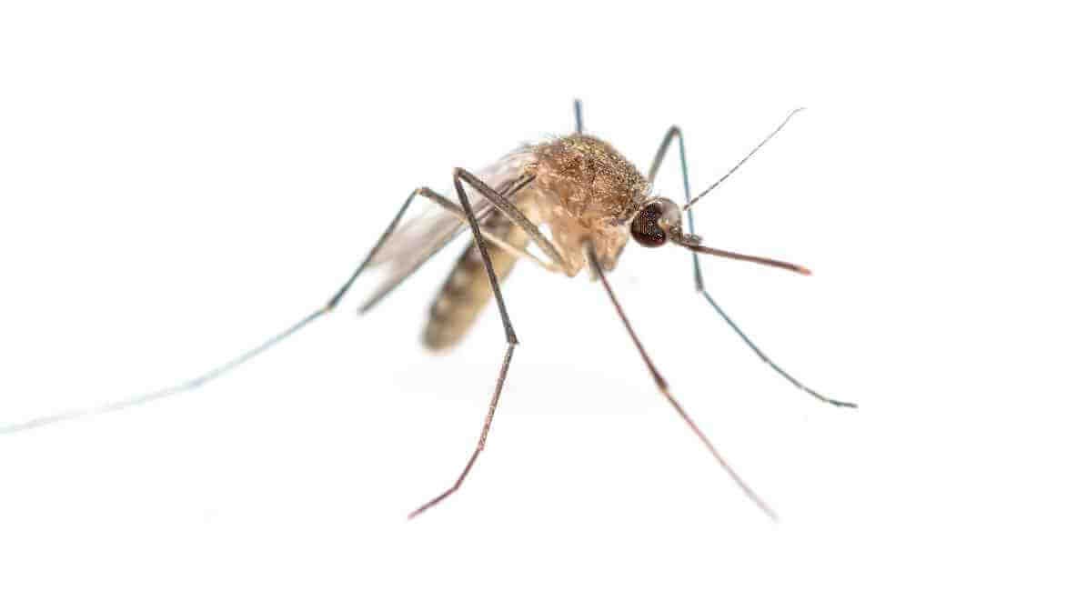 Culex Mosquito in Malaysia