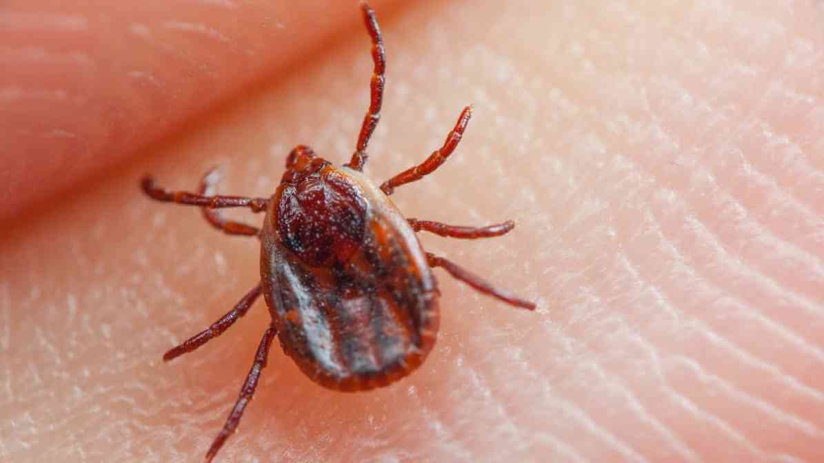 Dog Tick in Malaysia