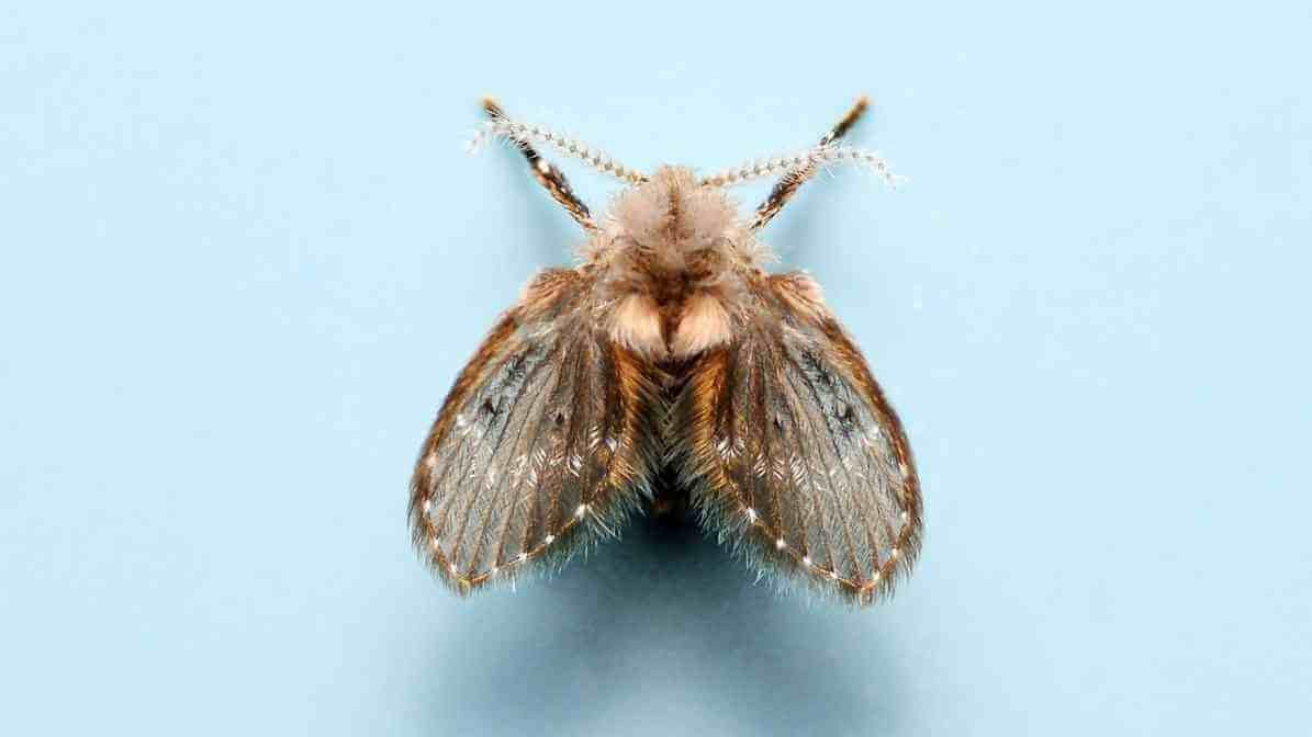 Drain Fly in Malaysia