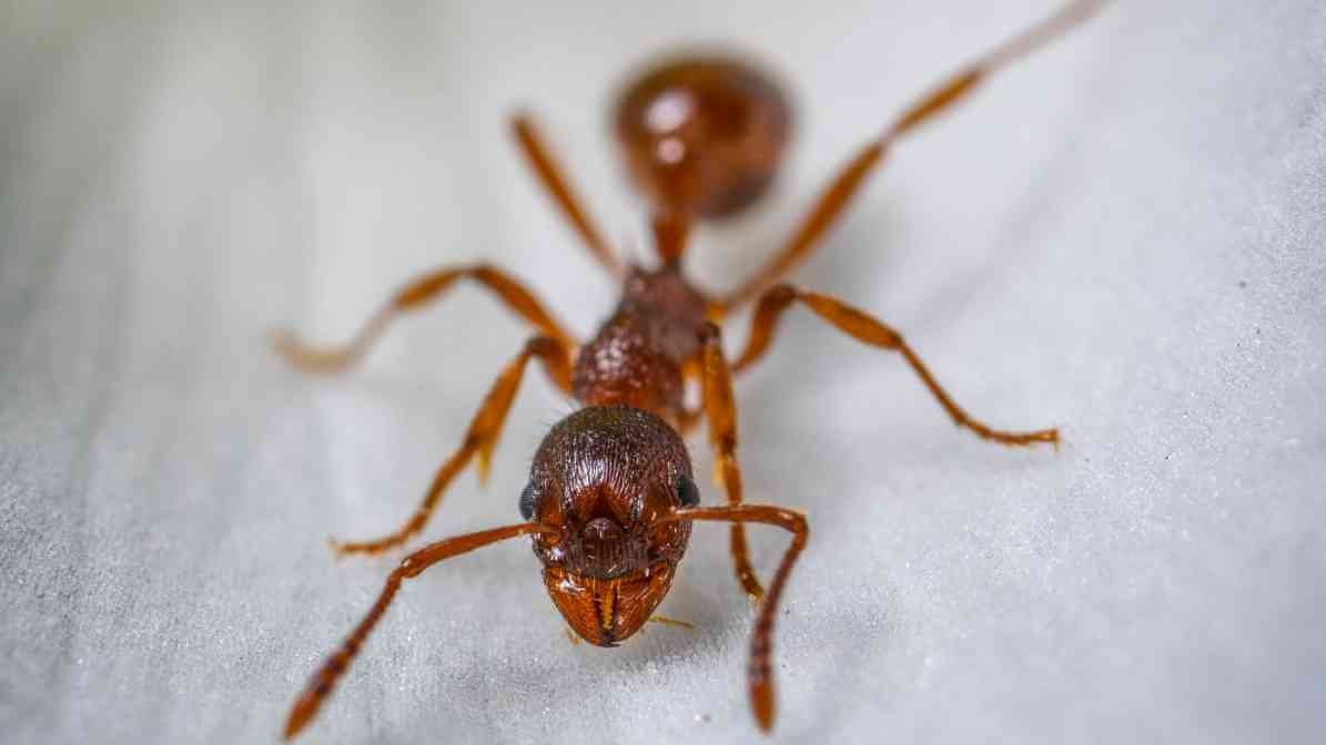 Fire Ant