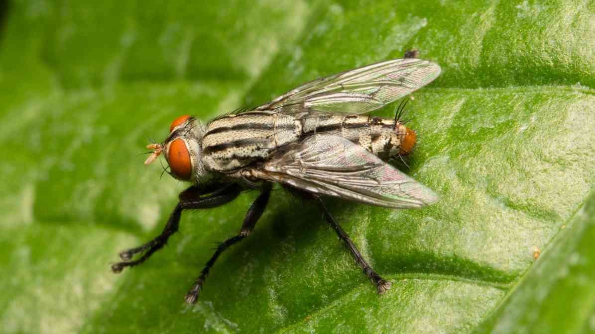 Flesh Fly in Malaysia