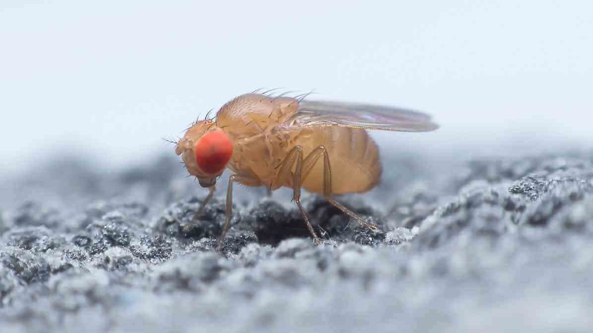 Fruit Fly in Malaysia