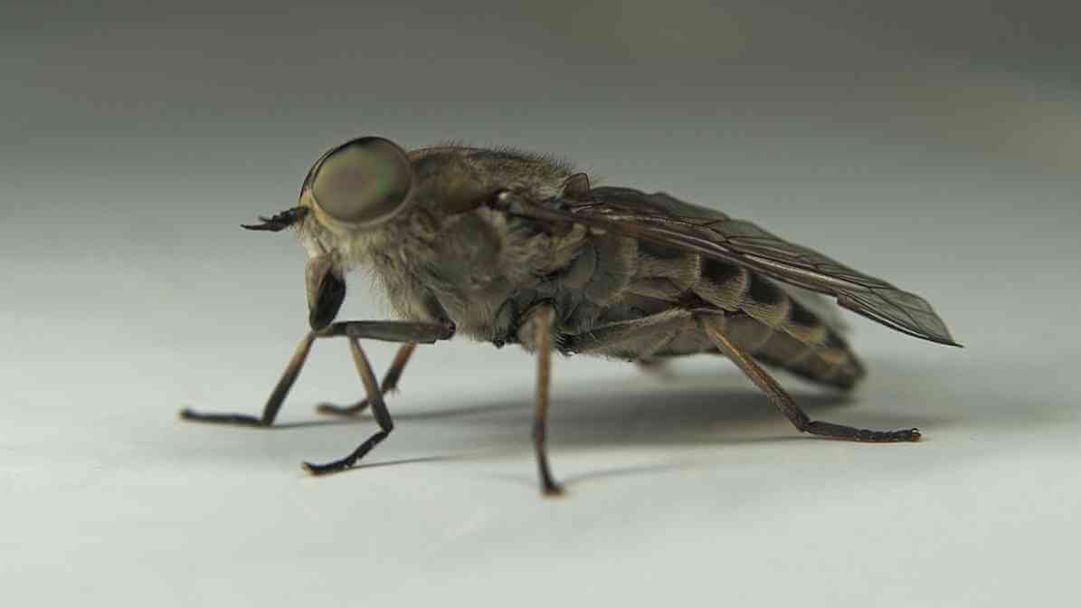 Horse Fly in Malaysia