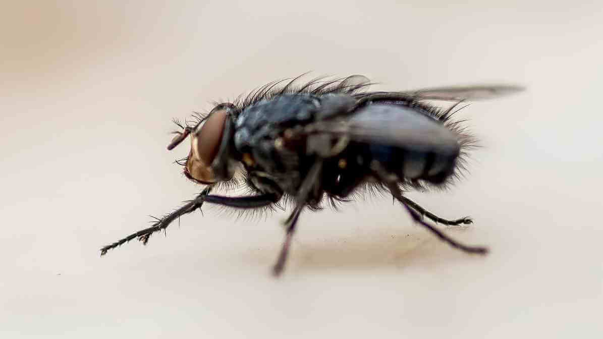 House Fly in Malaysia