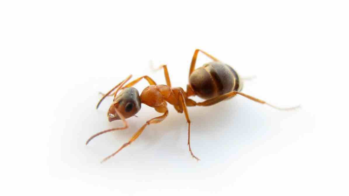 Odorous House Ant