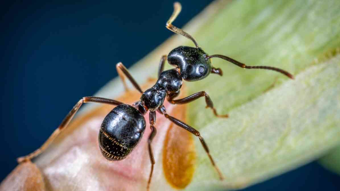 Pavement Ant