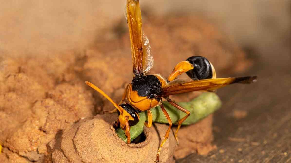 Pear-Tailed Potter Wasps in Malaysia