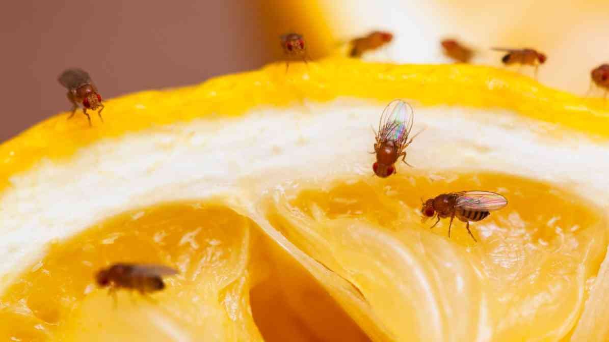 Phorid Fly in Malaysia