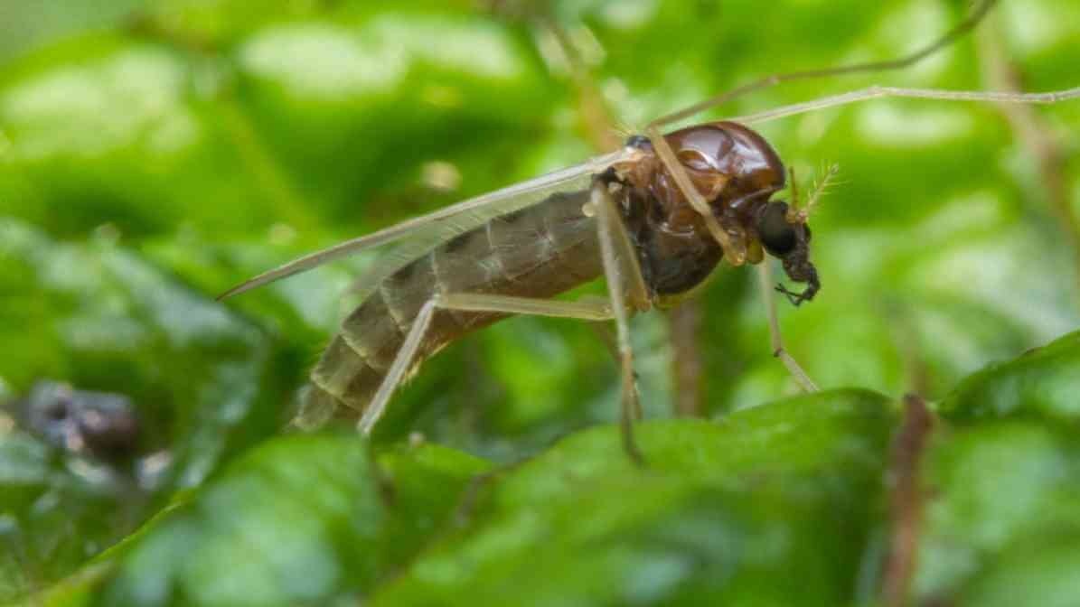 Sand Fly in Malaysia