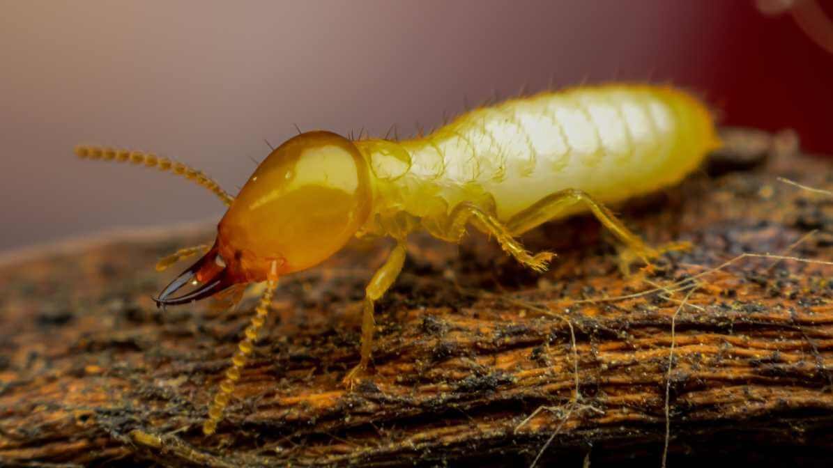 Subterranean Termites in Malaysia