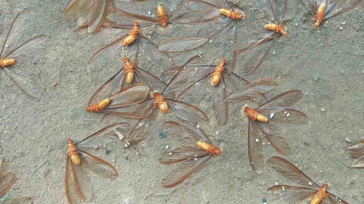 Termite Swarmers