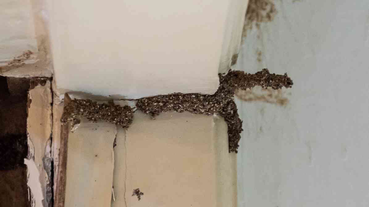 Termites Tube