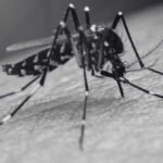 Dengue Mosquito Cases (Nyamuk Aedes) Increase by 65%