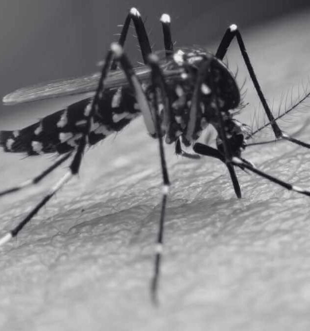 Dengue Mosquito Cases (Nyamuk Aedes) Increase by 65%