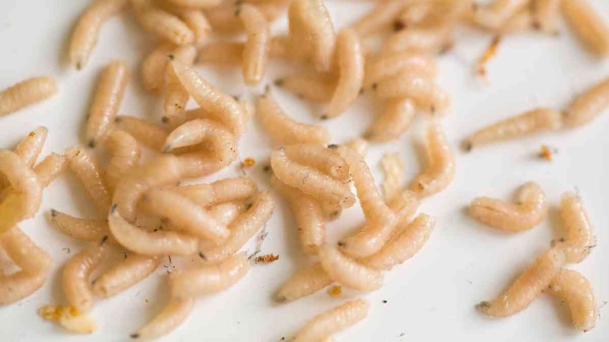 Drain Fly Larvae