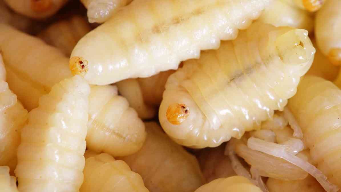 Drain Fly Pupa