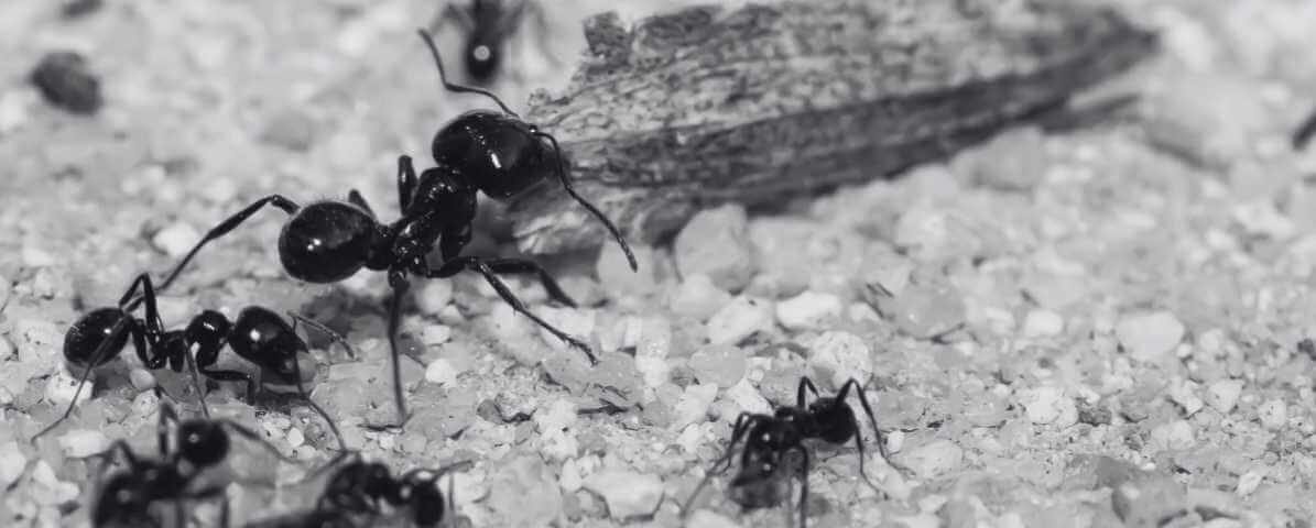 Learn More About Black Ant Bites - Blog