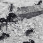 Learn More About Black Ant Bites - Blog