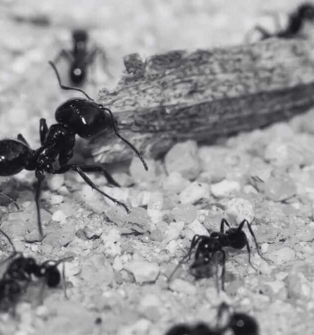 Learn More About Black Ant Bites - Blog