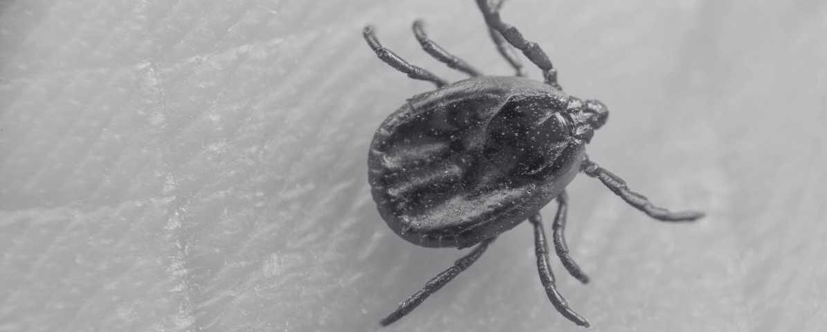 All About Ticks On Humans And Tick Removal