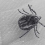 All About Ticks On Humans And Tick Removal