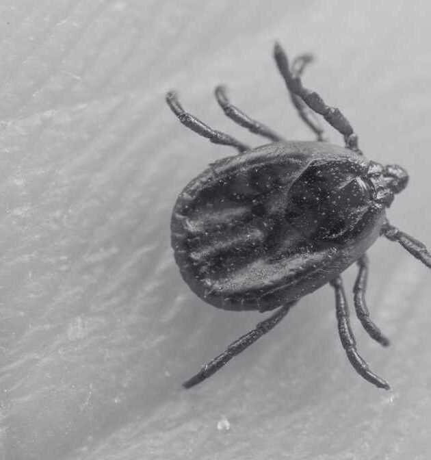 All About Ticks On Humans And Tick Removal