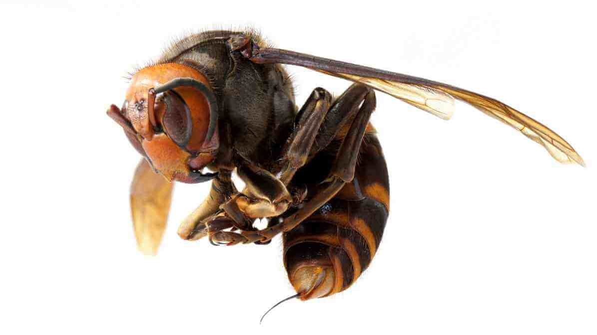 Asian Giant Hornet- Image 1