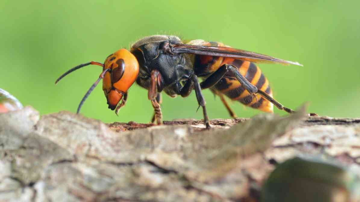 Asian Giant Hornet - Image 2