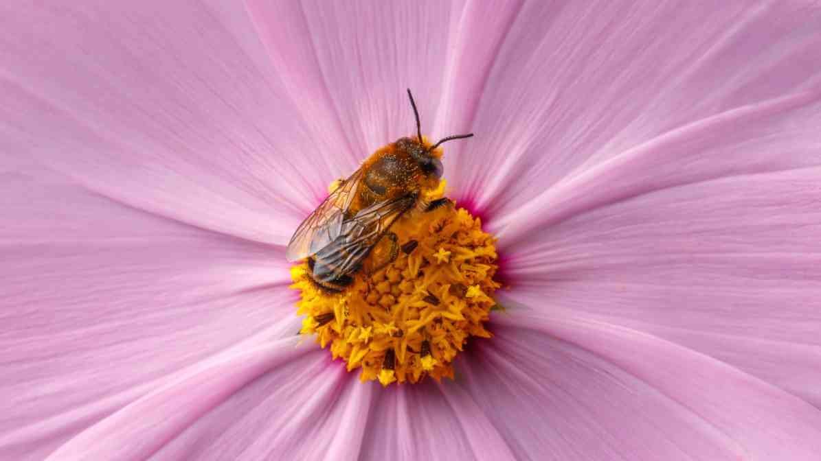 Bee Pollinating