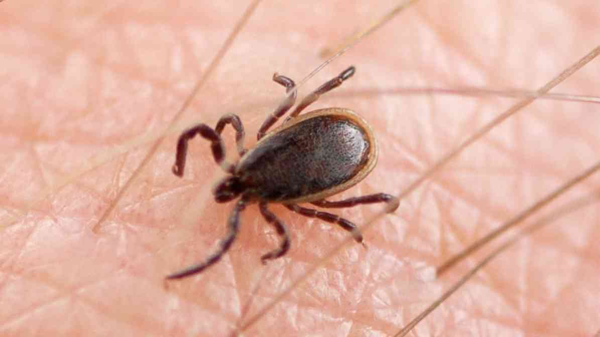 Brown Dog Tick