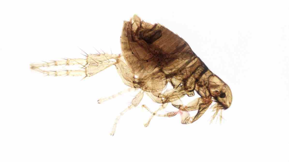 Flea Under Microscopic Lens