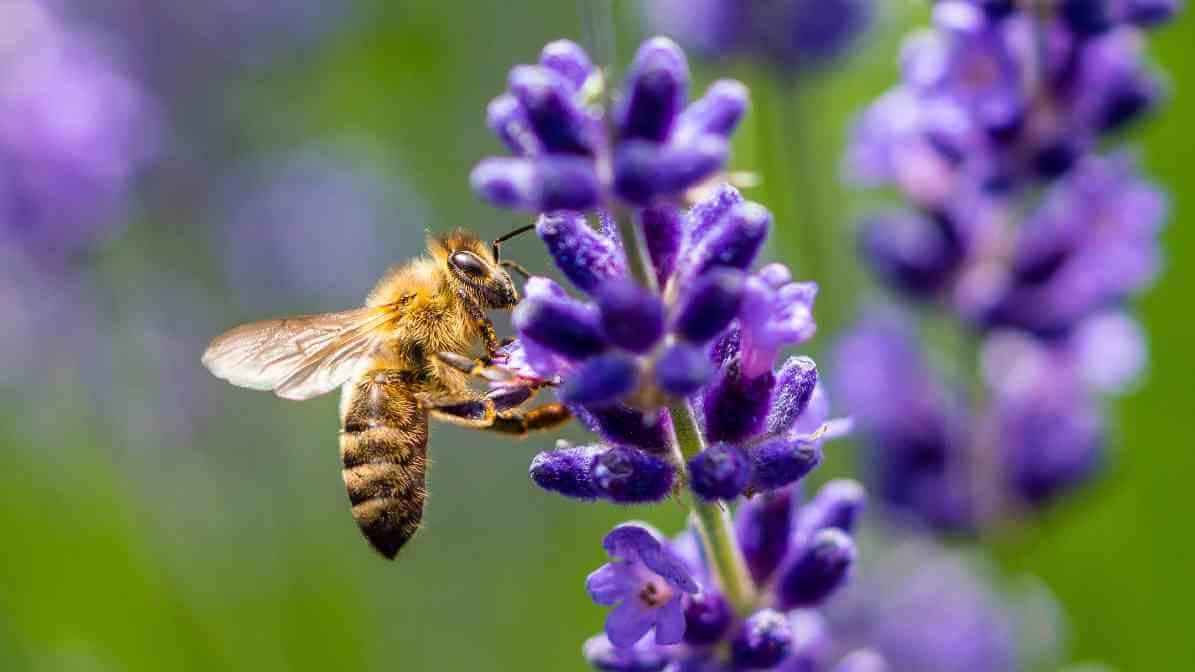 Pollination for Plants Survival