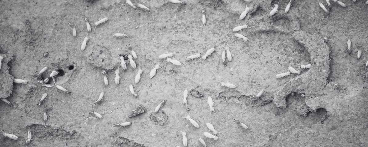 What Are Termites? Are Flying Termites Dangerous?