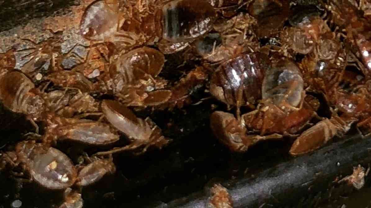 Bed Bug Treatment - Faecal Stains