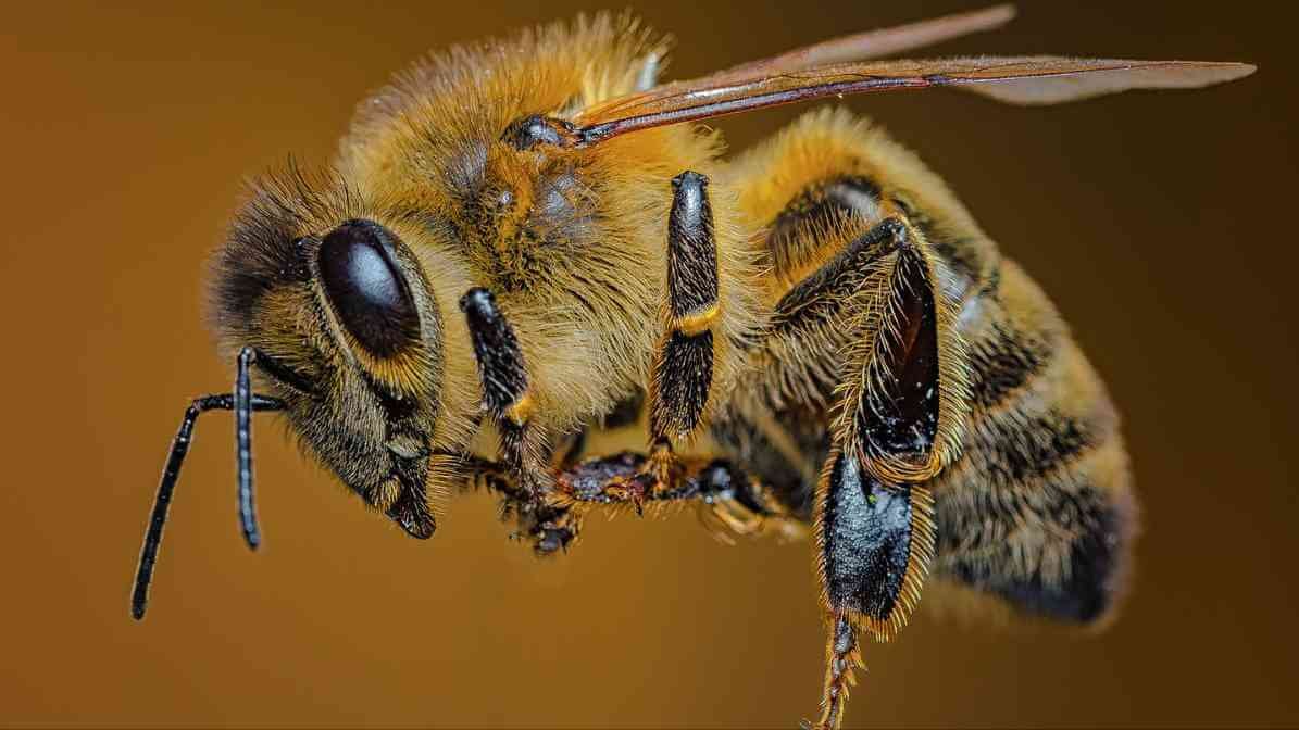 Bee Life Cycle, Drone