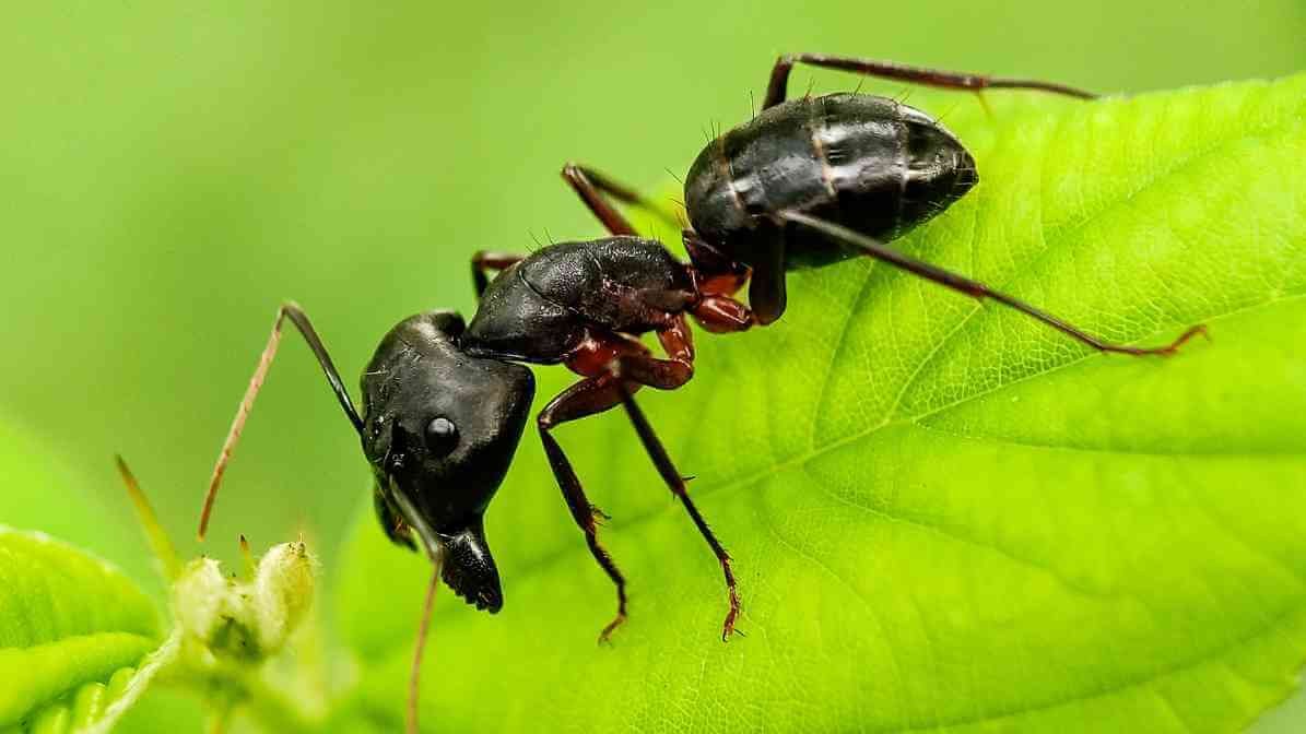 Black Ant