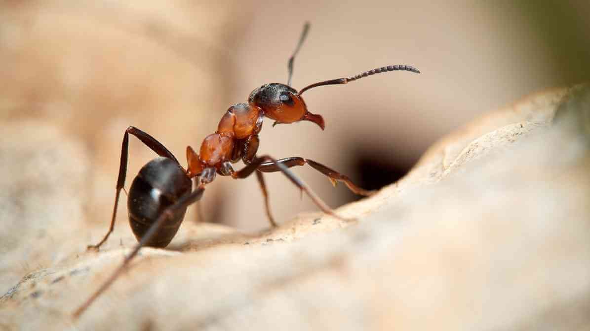 Field Ant