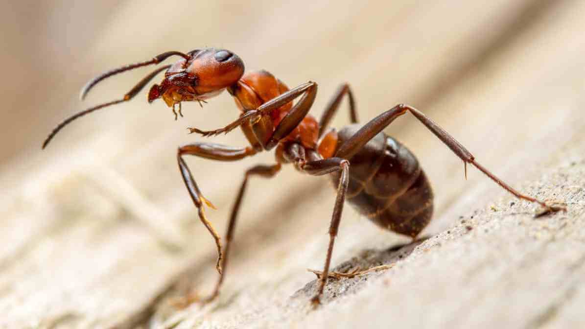 Fire Ant