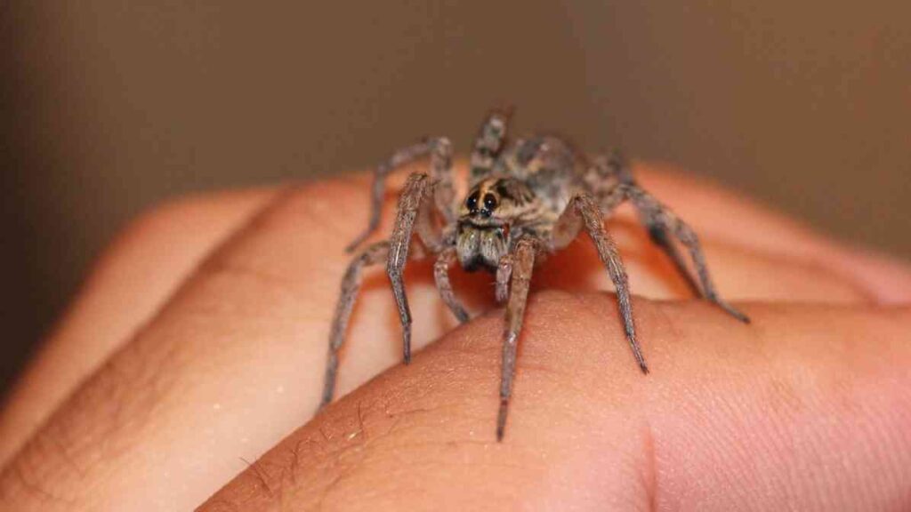 Labah Syiling Labah Labah Berbisa di Malaysia | Innovative Pest Sdn Bhd