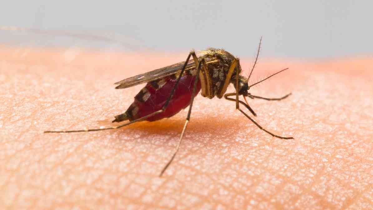 Bed Bug Bites vs Mosquito Bites - Mosquito