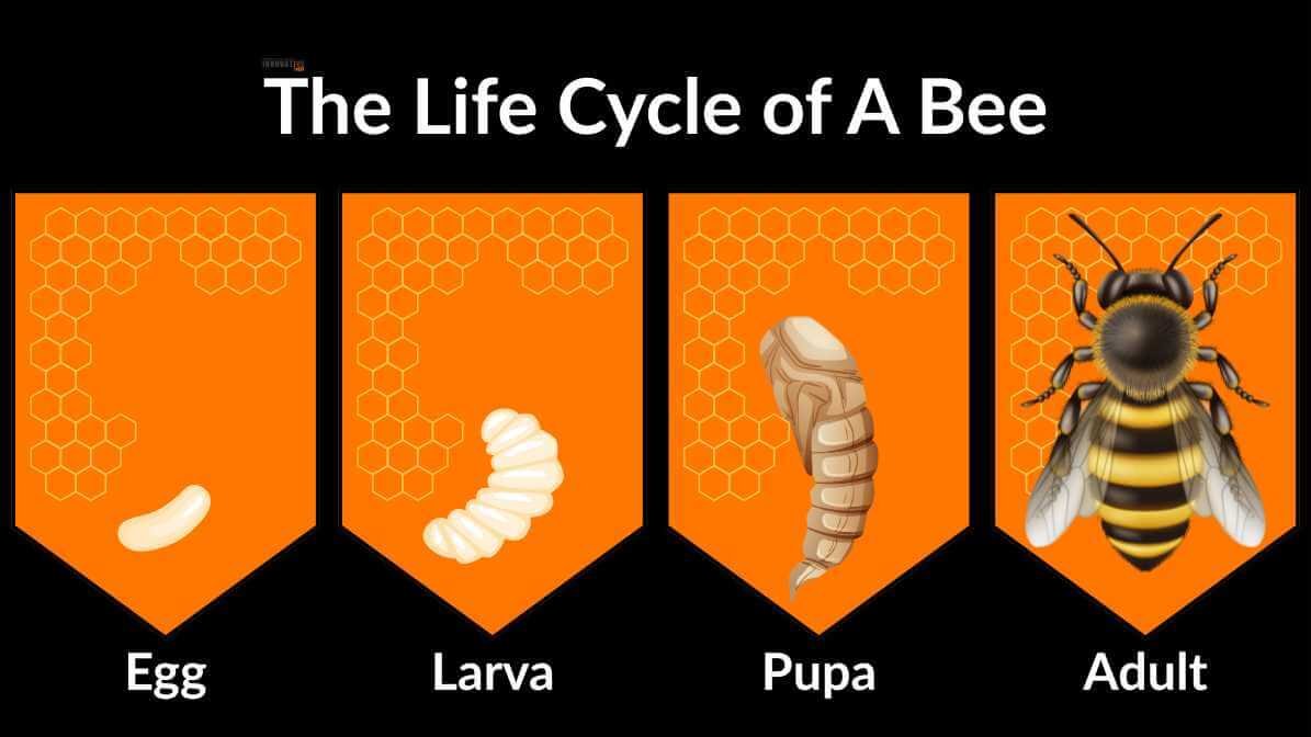 The Bee Life Cycle